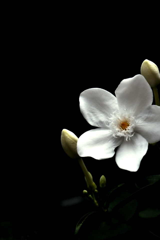 Белый цветок бальзамина с бутонами на черном фоне