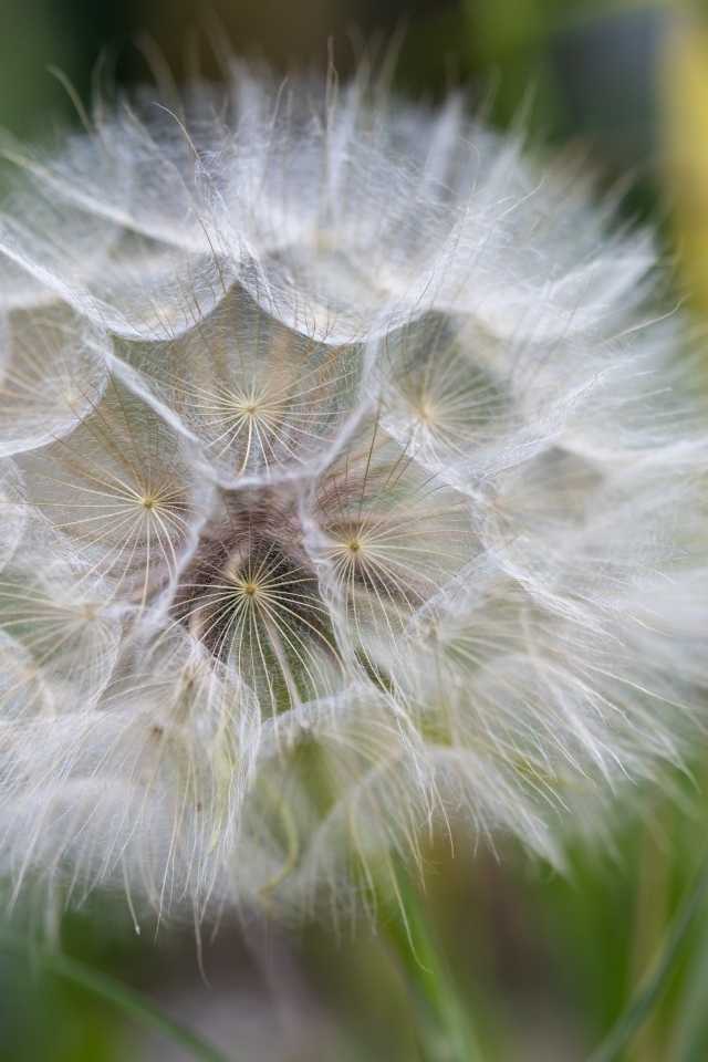 Белый красивый одуванчик крупным планом