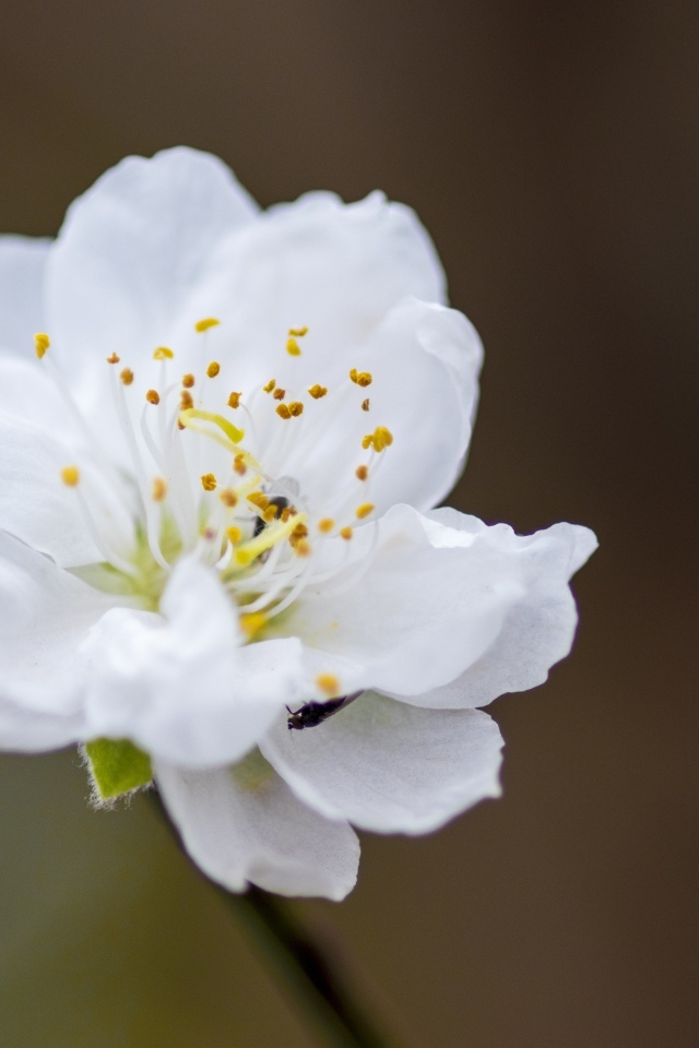 Белый красивый цветок на ветке дерева весной