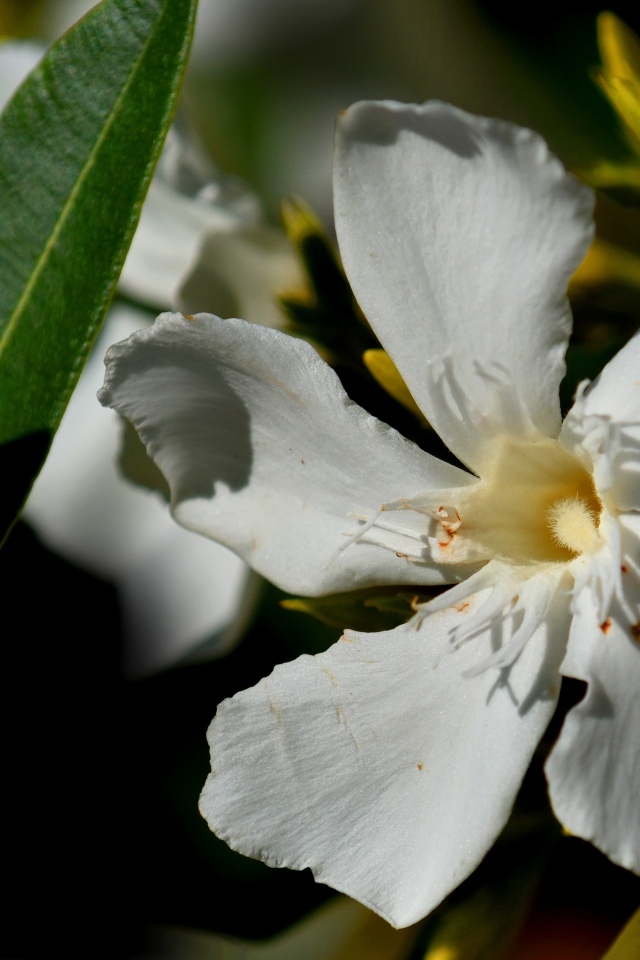Белые красивые цветы олеандр