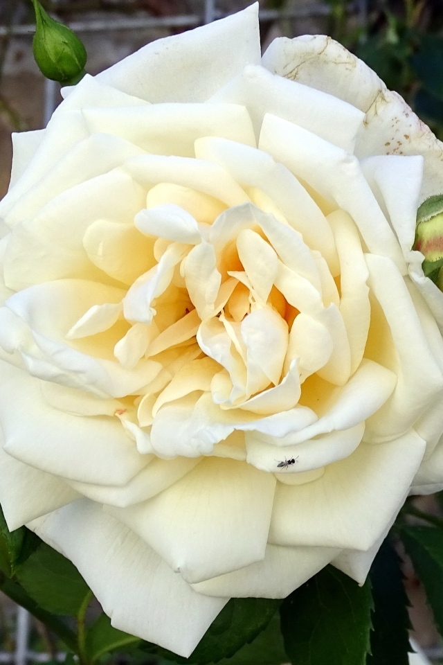 Белый красивый цветок розы с бутонами