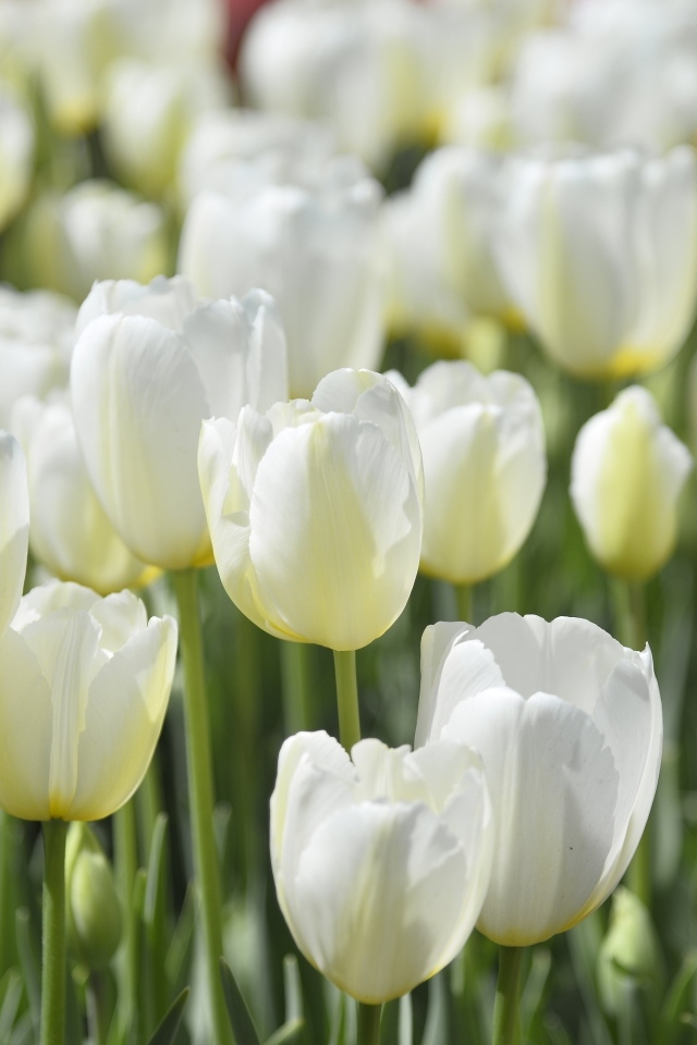 Белые красивые цветы тюльпана на клумбе