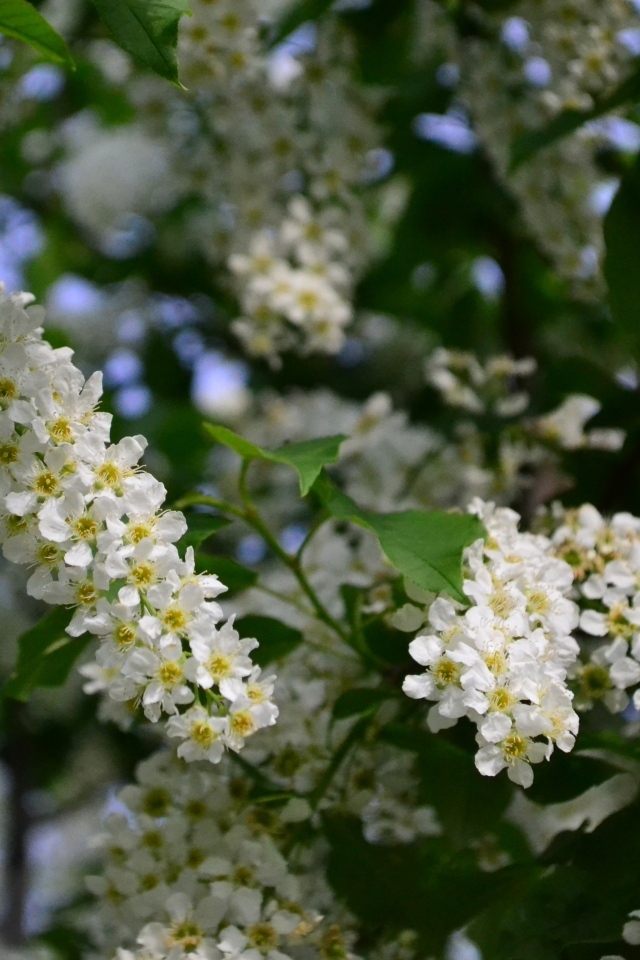 Белые цветы черемухи на ветках весной