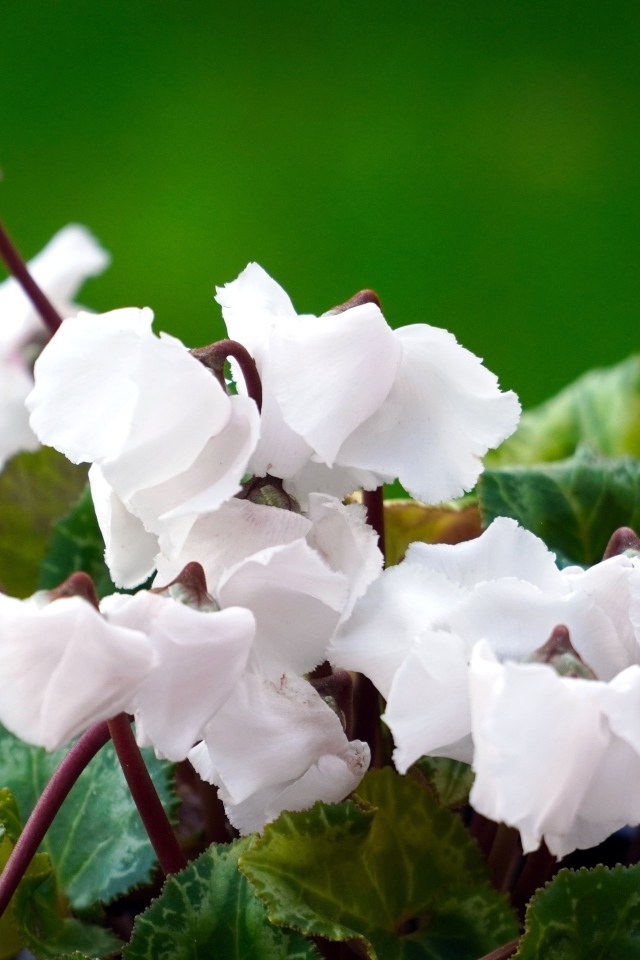 Белый цветущий комнатный цветок цикламен