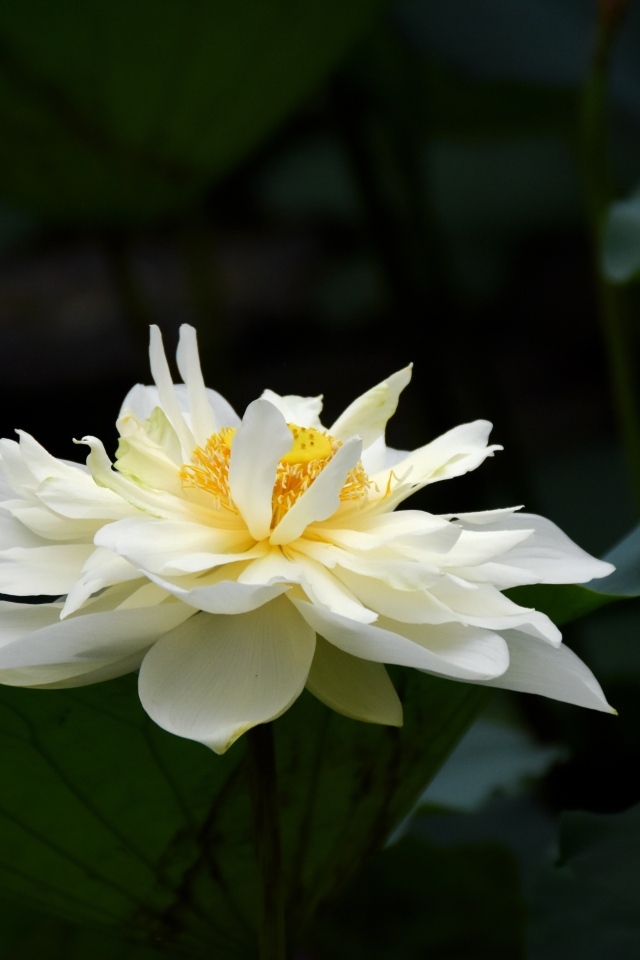 Белый распустившийся цветок лотоса с зелеными листьями