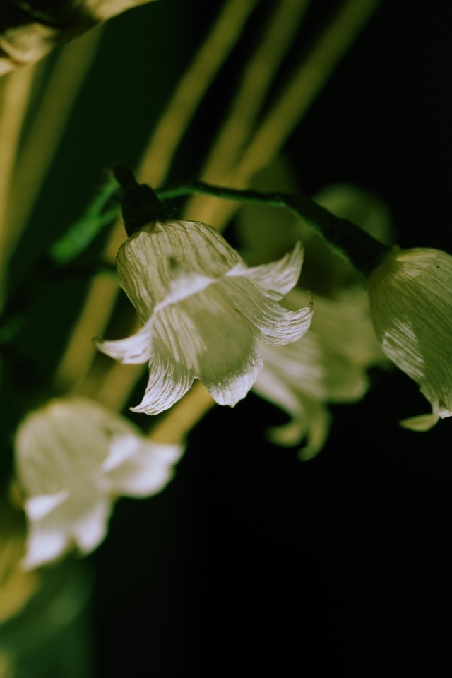 Белые цветы колокольчика крупным планом