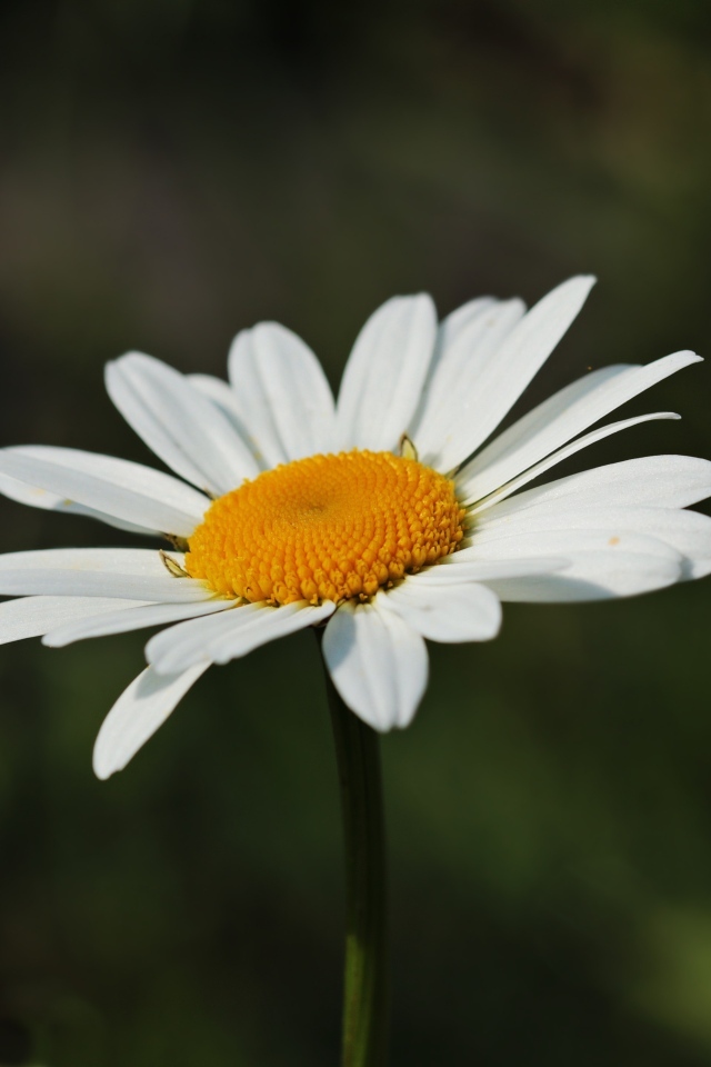 Белый цветок ромашки крупным планом