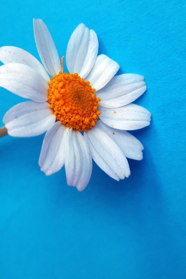 Белый цветок ромашки на голубом фоне