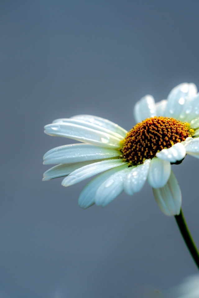 Белый цветок ромашки на сером фоне