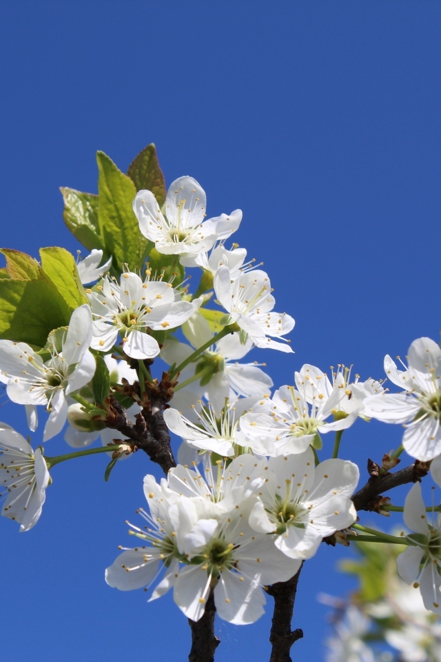 Белые цветы вишни на фоне голубого неба