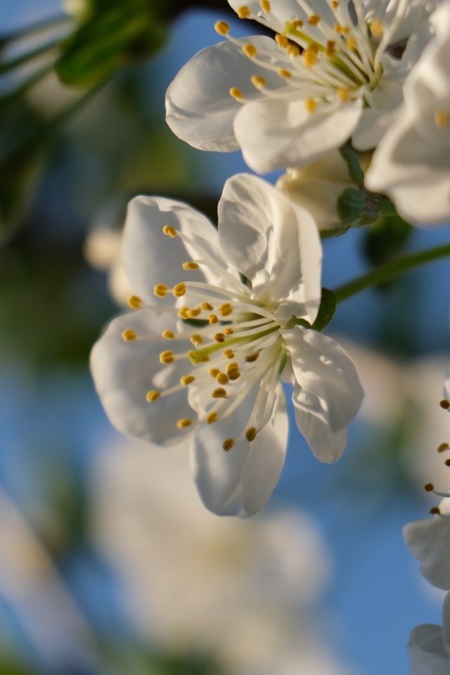 Белые цветы вишни распускаются на ветке весной