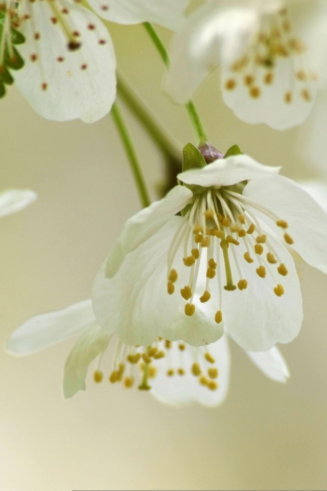 Белые цветы вишни крупным планом