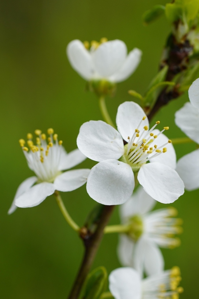 Белые цветы вишни на ветке на зеленом фоне