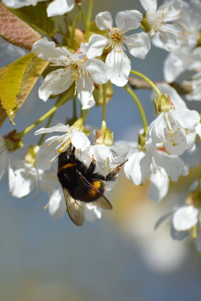 Белые цветы черешни со шмелем крупным планом