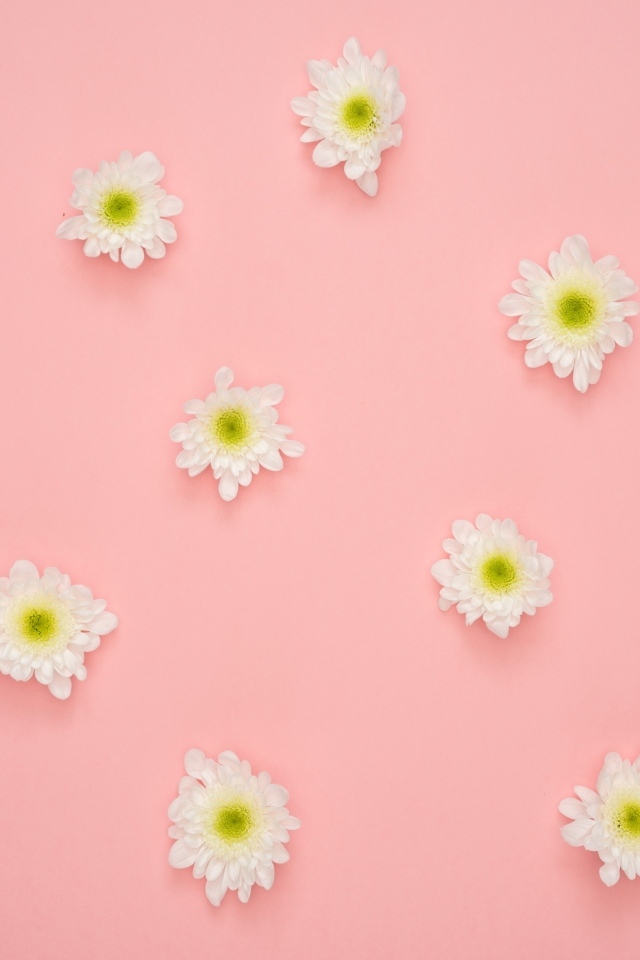Белые цветы хризантемы на розовом фоне