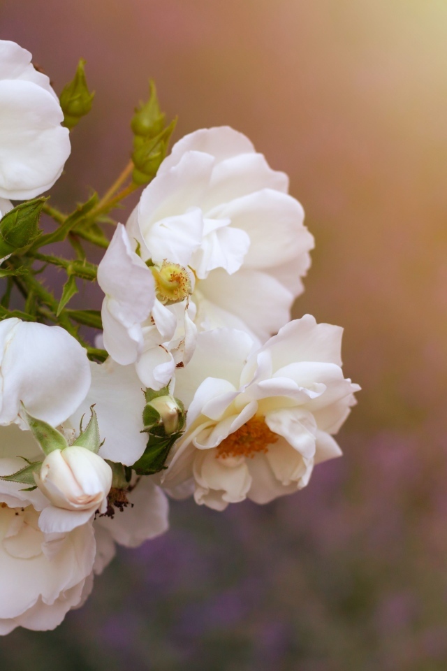 Белые цветы вьющейся розы