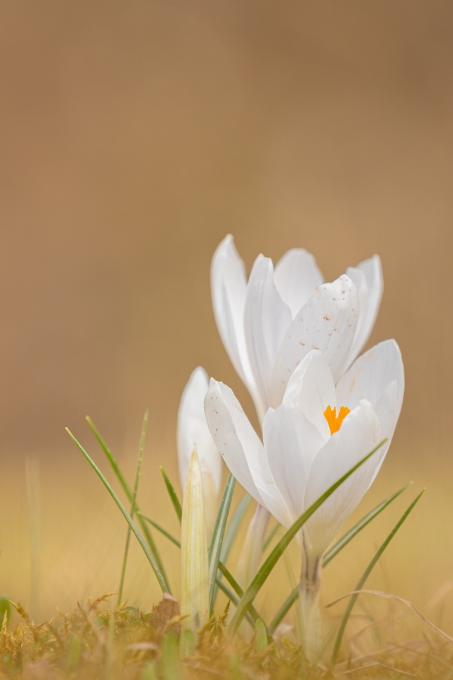 Белые крокусы на холодной земле весной