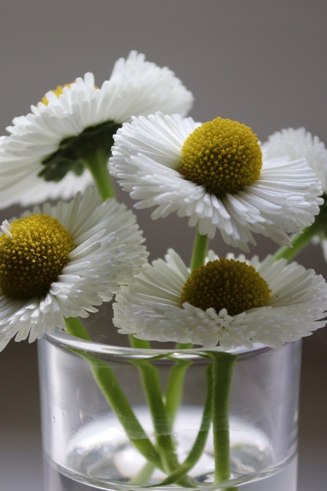 Белые маргаритки в стеклянной вазе