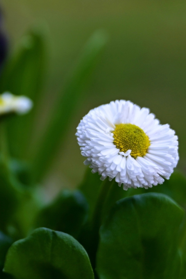 Белые маргаритки с зелеными листьями