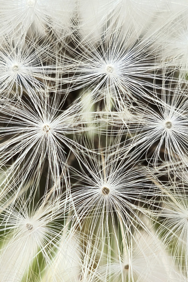 Белый цветок одуванчика крупным планом
