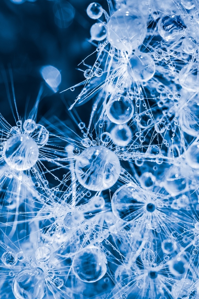 Покрытый каплями воды белый цветок одуванчика