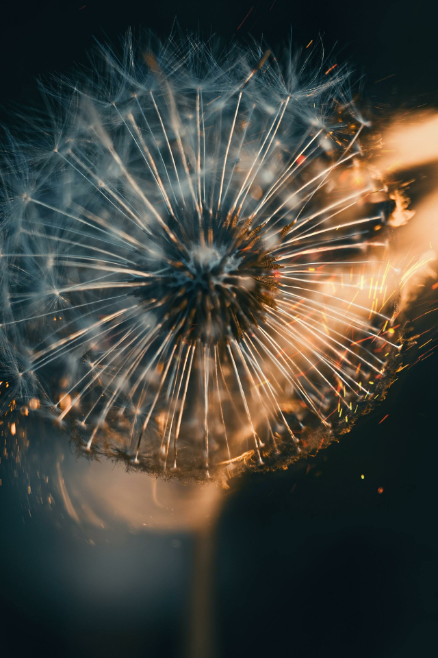 Белый одуванчик в огне