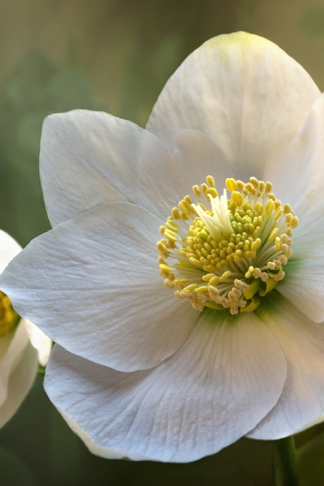 Белые нежные цветы морозника крупным планом 