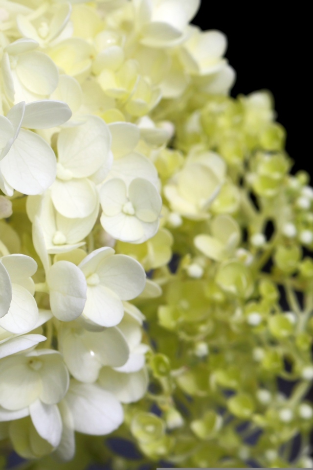 Белые нежные цветы гортензия крупным планом