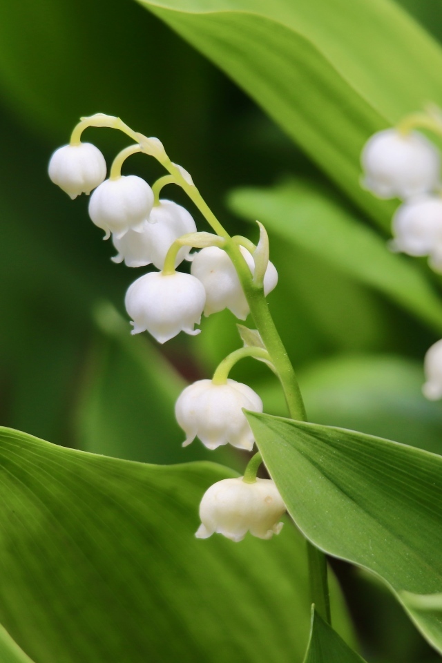 Белые нежные цветы ландыша с зелеными листьями