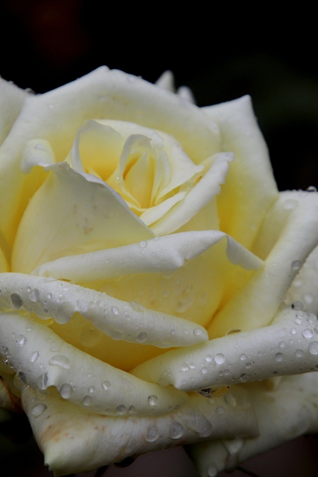 Белая нежная роза с росой на лепестках