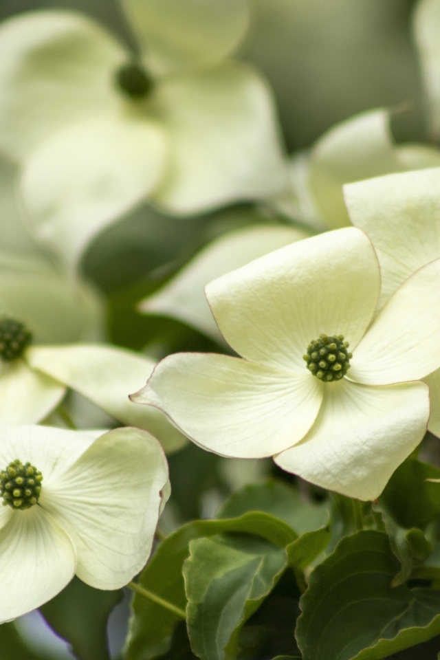 Белые цветы кизила крупным планом