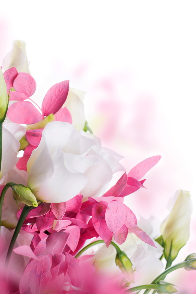 Белые цветы эустомы и розовые цветы