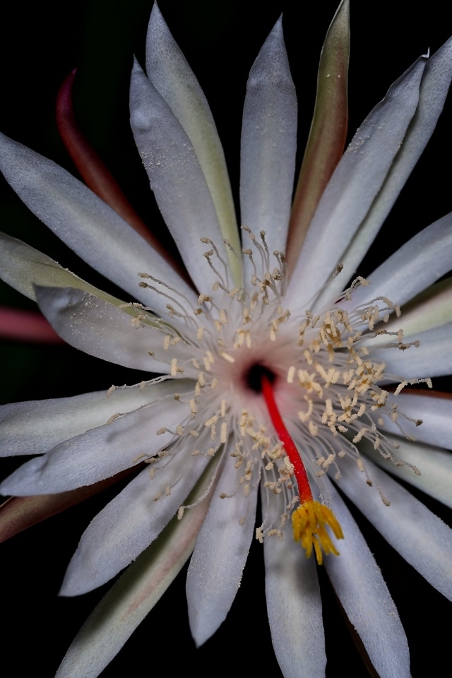 Белый экзотический цветок кактуса