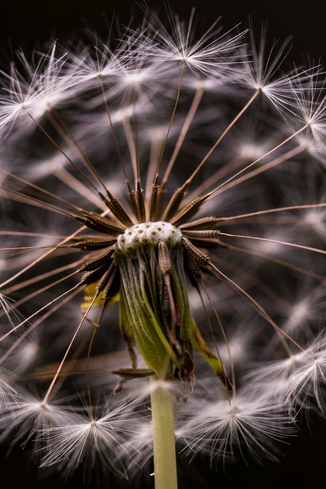 Белый отцветший одуванчик на черном фоне