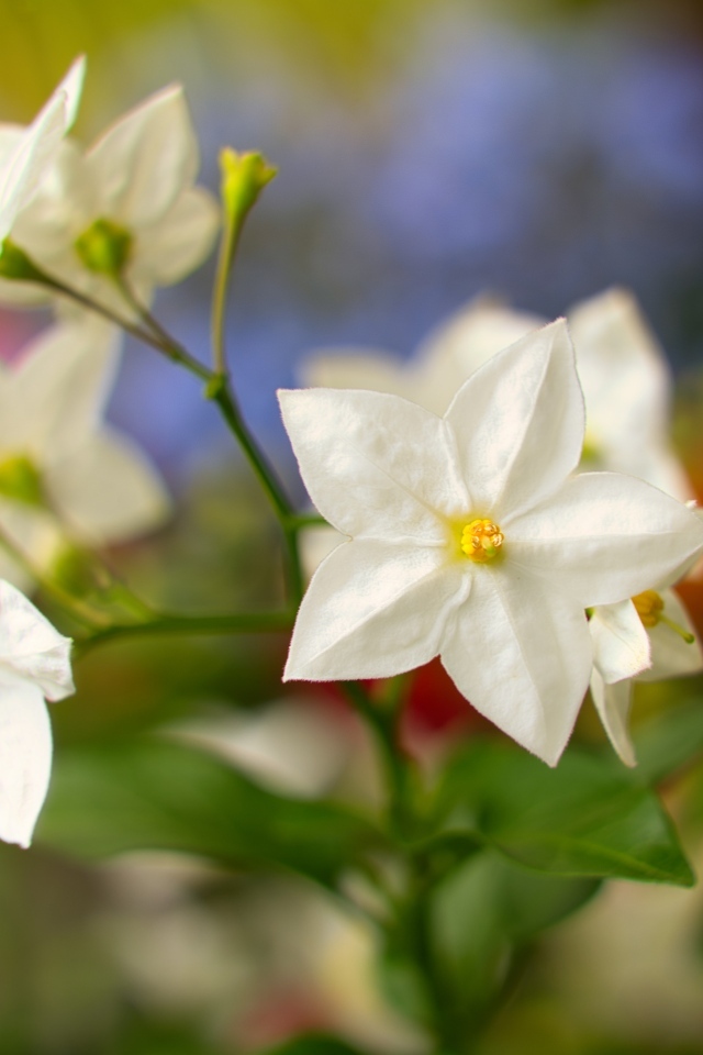 Белые цветы на клумбе летом