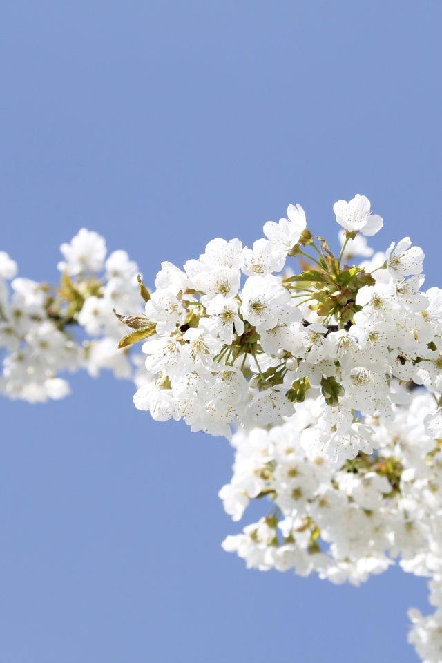 Белые цветы на ветке вишни на голубом фоне