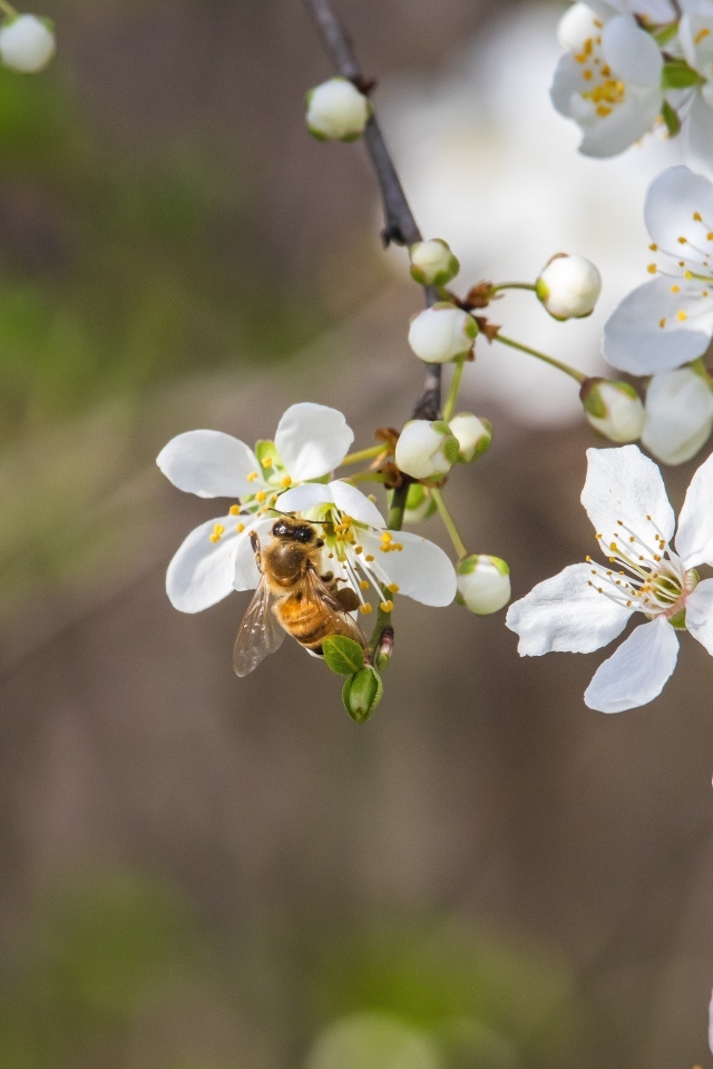 Белые хрупкие цветы вишни на ветке весной