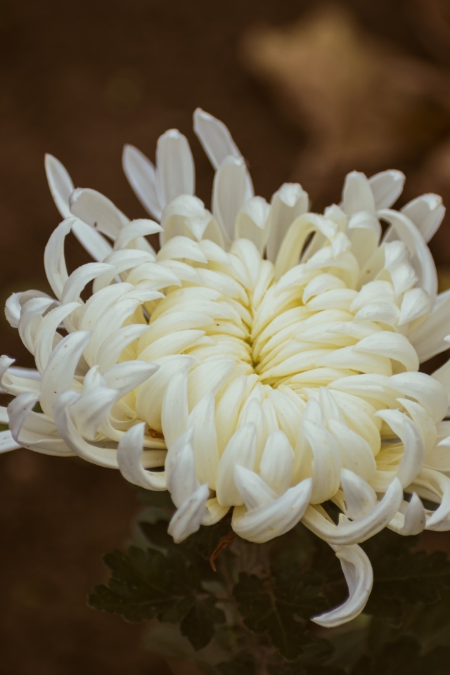 Белый цветок садовой хризантемы вблизи