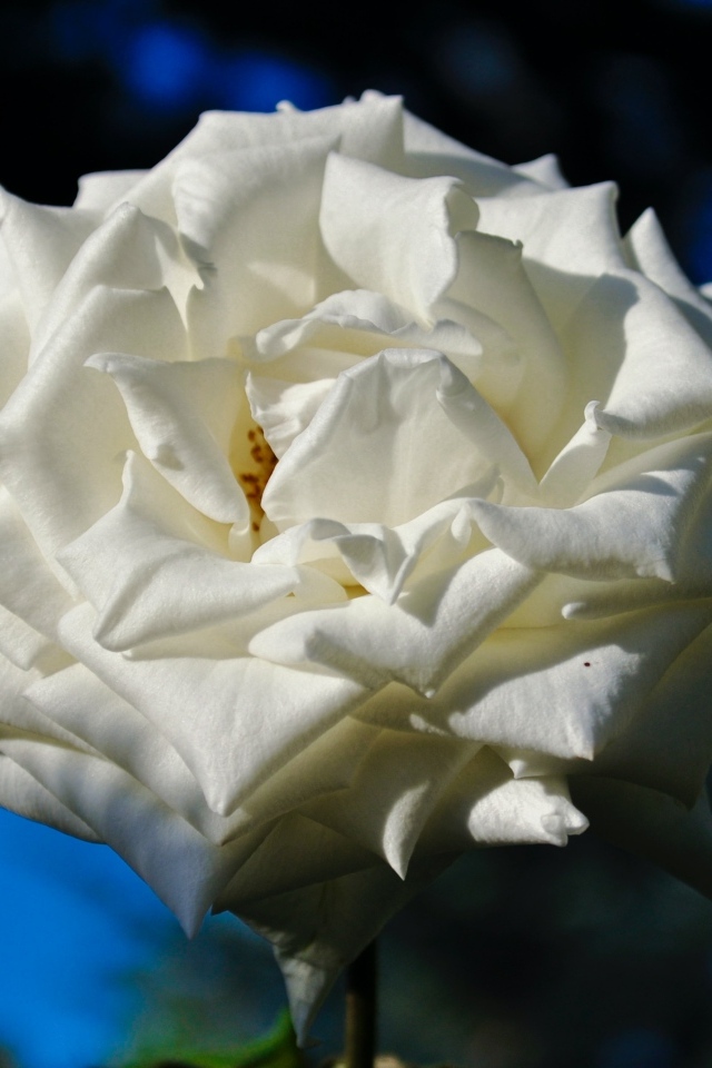 Белая садовая роза в лучах солнца