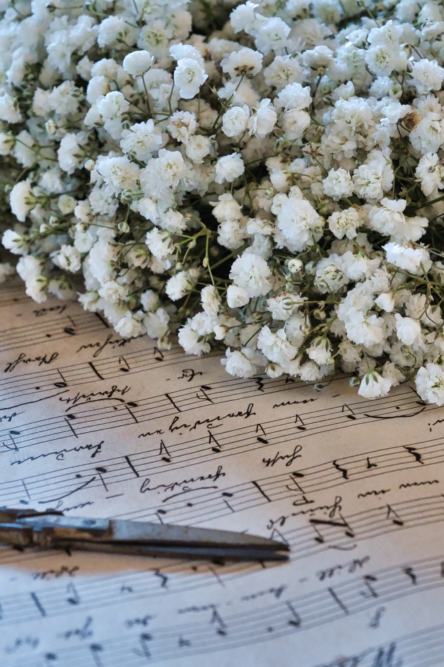 Белые цветы гипсофилы с ножницами и нотной тетрадью