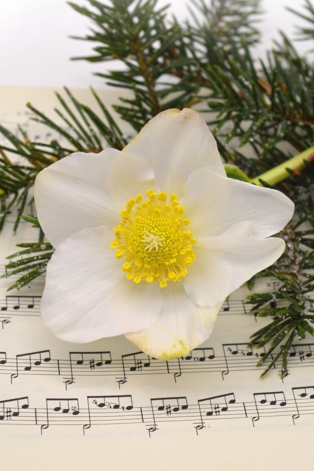 Белый цветок морозника с еловой веткой на нотной тетради