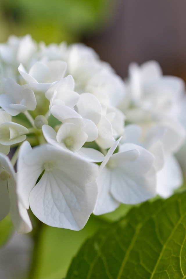 Белые цветы гортензии с зелеными листьями