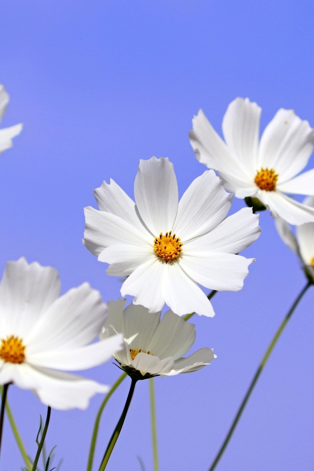 Белые цветы космея на фоне голубого неба