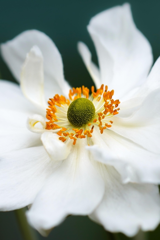 Белый крупный цветок анемоны в саду