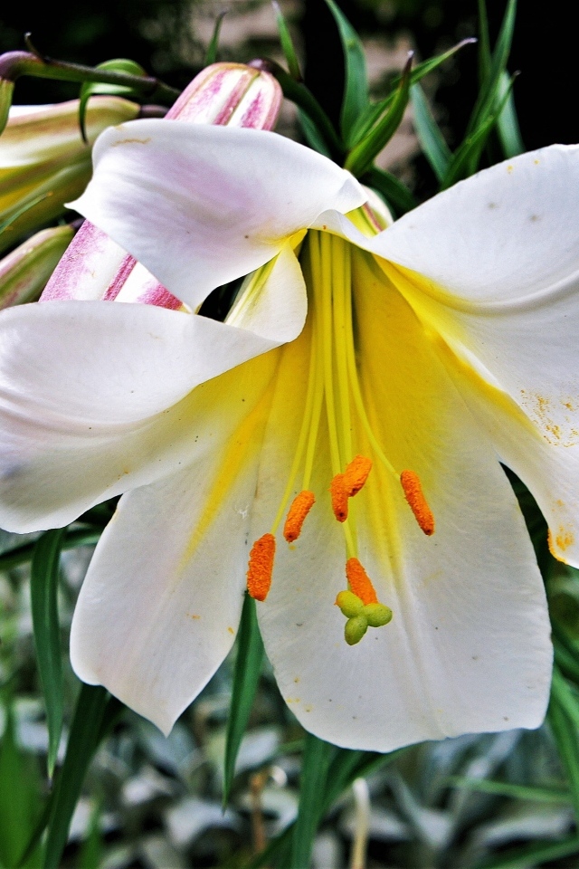 Белые крупные цветы садовой лилии с бутонами