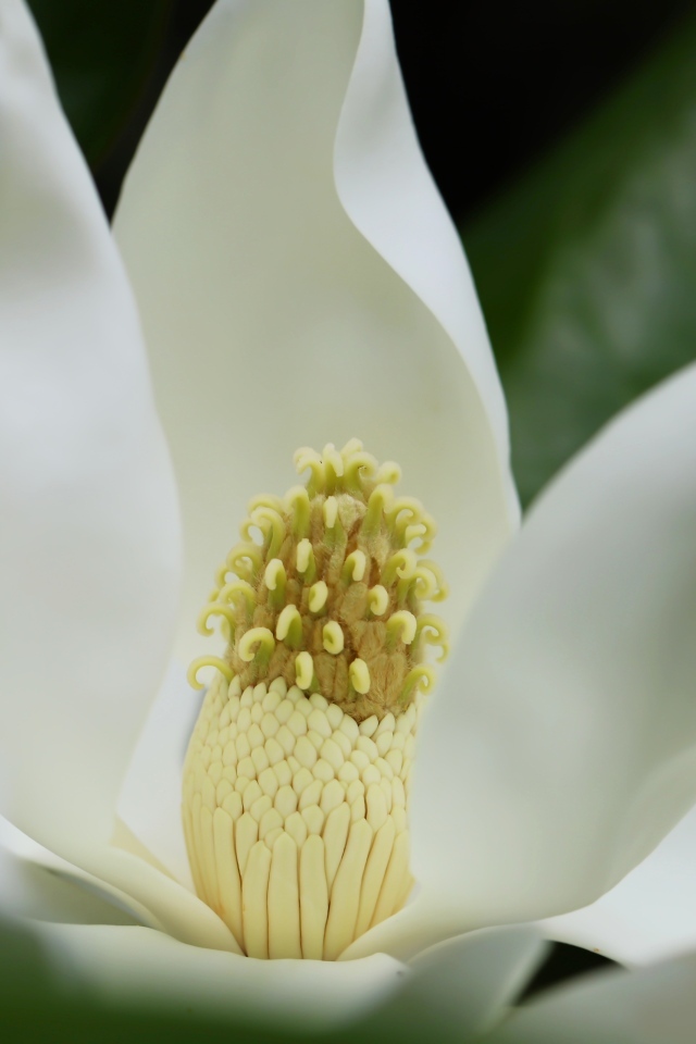 Белый крупный цветок магнолии вблизи