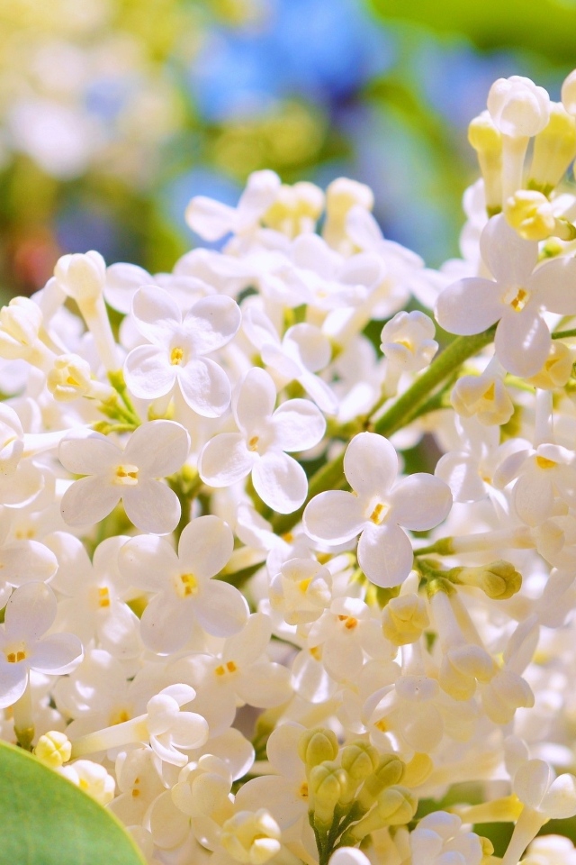 Белые цветы сирени крупным планом