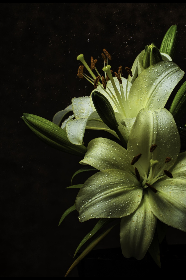 Белые цветы лилии в каплях росы на черном фоне