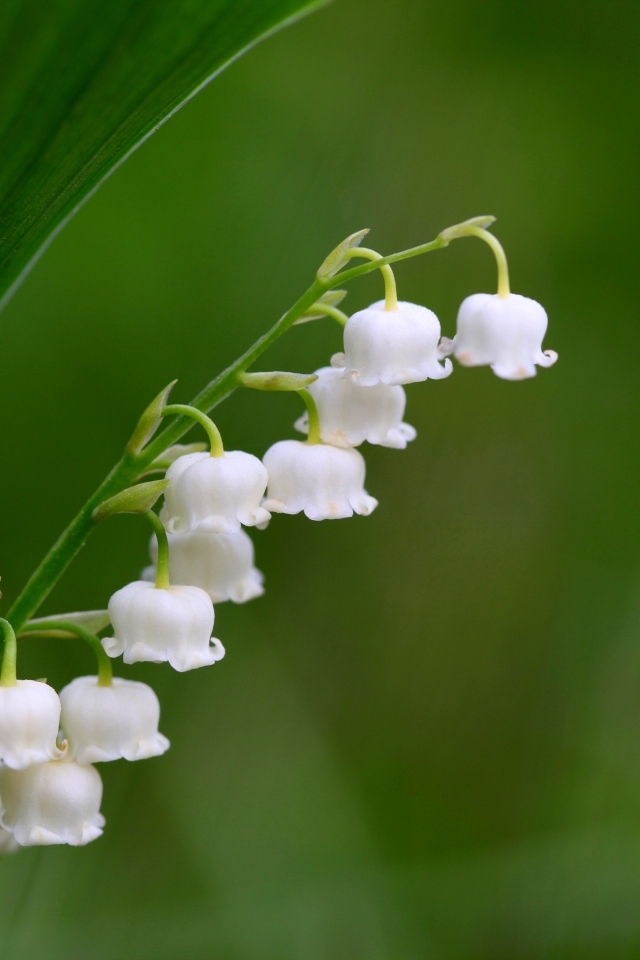 Белый ландыш крупным планом