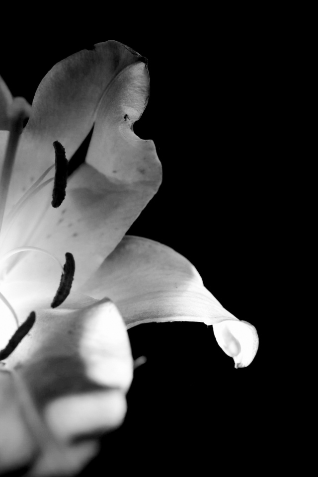 Белая лилия на черном фоне